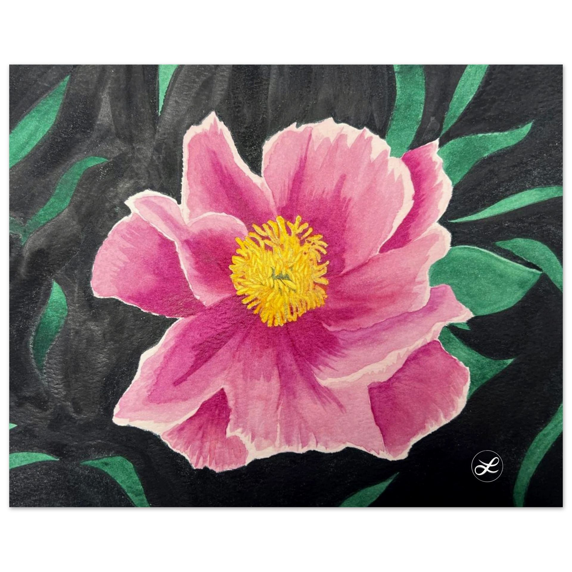✳︎peony✳︎ Amazon.com : CHUXAY GARDEN Mix Peony Flower Seed 50 Seeds